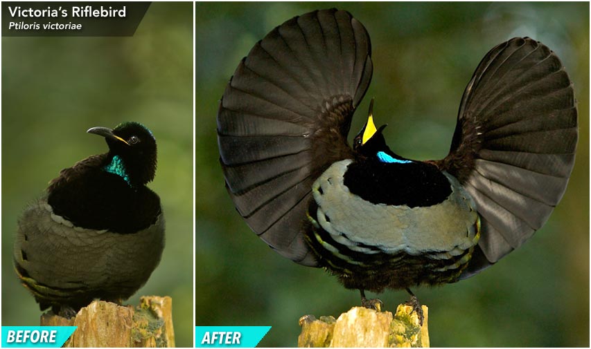 Birds-of-Paradise That Can Change Shape Right Before Your Eyes Victoria's Riflebird