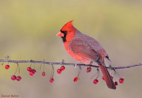Northern Cardinal by Daniel Behm