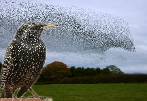 starling and murmuration - collage