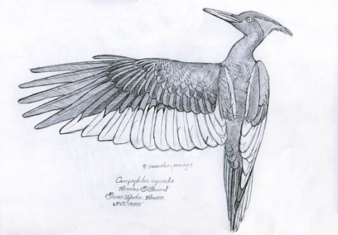 sketch of imperial woodpecker specimen