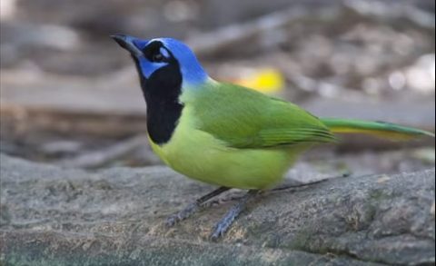 green jay in big day video