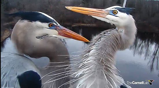 Great Blue Herons courting