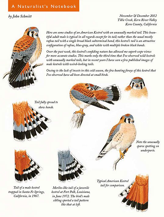 American Kestrel tail feather patterns