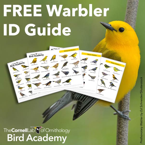 download a free warbler identification guide