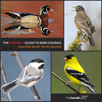 Essential Set of North American bird sounds cover