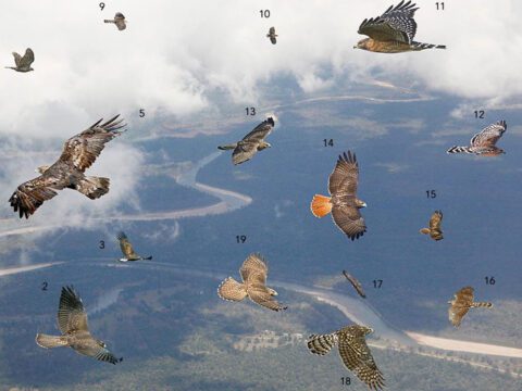 Illustration of different raptors flying against a landscape.