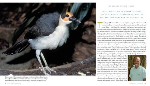 The rate White-necked Rockfowl in Africa.