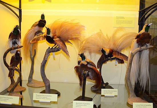 Birds-of-paradise display at Natural History Museum at Tring