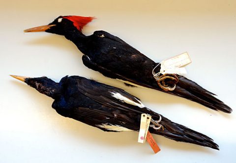 Imperial Woodpecker specimens