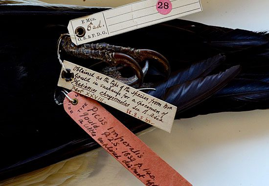 Tags on Imperial Woodpecker type specimen