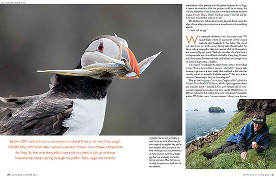 The Icelandic Saga of the Atlantic Puffin, the "Little Brother of the Arctic"