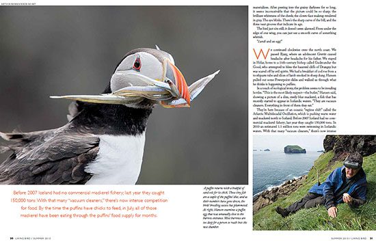 The Icelandic Saga of the Atlantic Puffin, the 