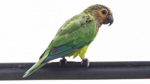 Brown-throated Parakeet. Photo by Kamal50 via eBird Rarity Photos.