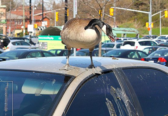 Canada Goose on car roof.