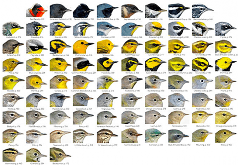 Multiple images of the heads of various warbler species.
