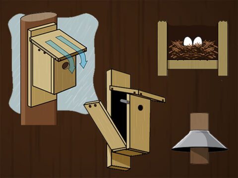 Illustrations of birdhouse tips: slanted roof, lowered floor, door, baffle.