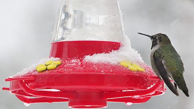 An Anna's Hummingbird visits a feeder during the winter. Photo by -jon via Birdshare.