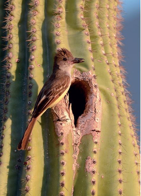 Brown-crested Flycatcher by Bobby Harrison.