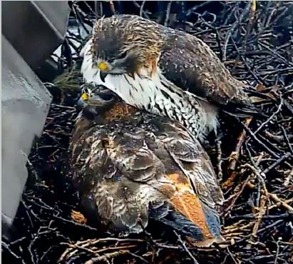 Ezra shields Big Red and their newly hatched chicks from the cold rain. This Red-tailed Hawk pair are featured on the Cornell Lab's Bird Cams.