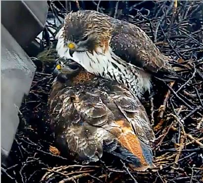 Ezra shields Big Red and their newly hatched chicks from the cold rain. This Red-tailed Hawk pair are featured on the Cornell Lab