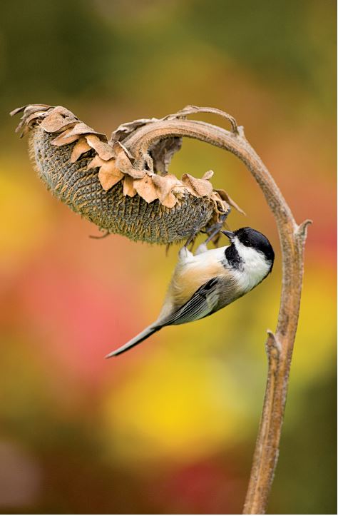 A chickadee must weigh the risks of starving to death on a winter’s night or being caught by a raptor while eating some sunflower seeds. Photo by marie Read.