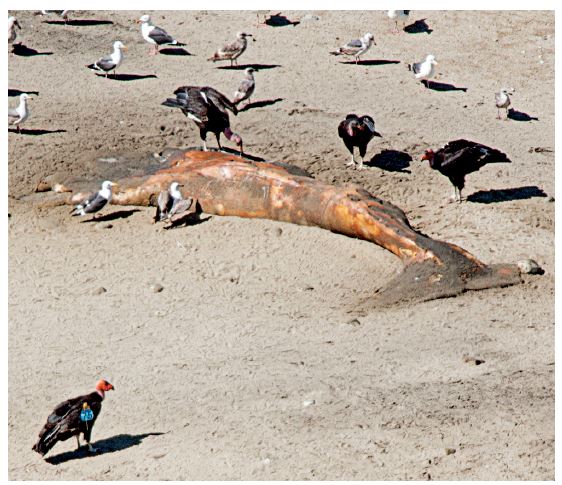 In Central California, condors have resumed feeding on marine mammal carcasses, exposing them to DDE. Photo: TIM HUNTINGTON/VENTANA WILDLIFE SOCIETY