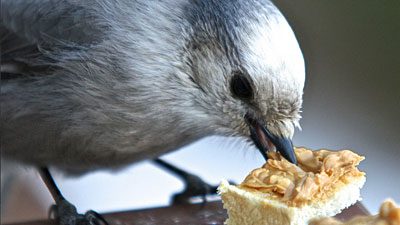 A Gray Jay enjoys a peanut butter snack. Photo by sole riley via Birdshare.