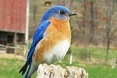 eastern bluebird by H. S. Farm