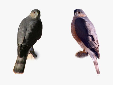 Sharp-shinned and Cooper's hawks perch side-by-side for ID comparison