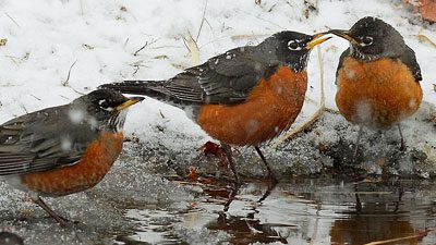 A group of American Robins in the winter. Photo by hpaich via Birdshare.