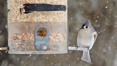 A Tufted Titmouse feeds from a seed feeder in the winter. Photo by 27ray via Birdshare.