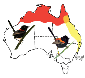 Map showing scarlet and orange variations of the Fairy Wren in Australia
