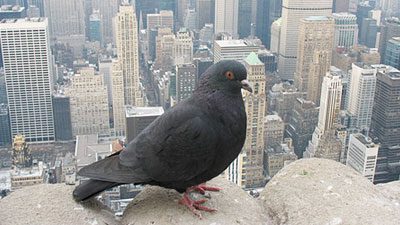 A Rock Pigeon in New York City. Photo by Zac Peterson via the Great Backyard Birdcount.
