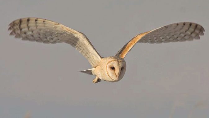 Barn Owl in flight