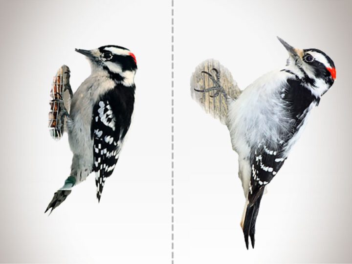 Illustrations of a Downy and Hairy Woodpecker