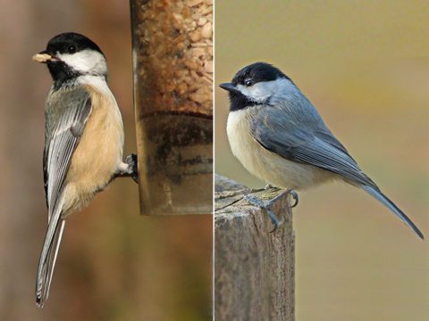 Black-capped Chickadee and Carolina Chickadee images side-by-side for ID comparison