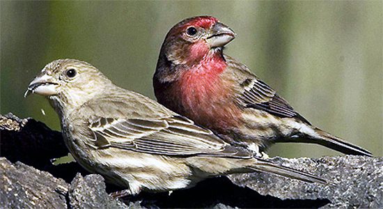 male and female House Finch