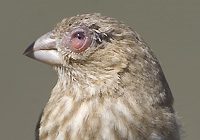 The eyes of this female House Finch are swollen by disease. Photo by Dan Fleming.