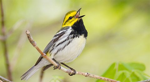 Black-throated Green Warbler sings