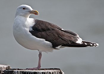 Great Black-backed Gull by Roy Cohutta via Birdshare