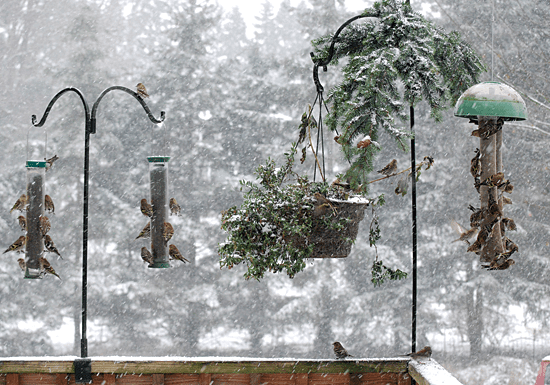 american goldfinches at a winter feeder