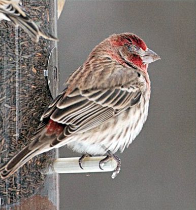 House finch with eye disease by Marie Read