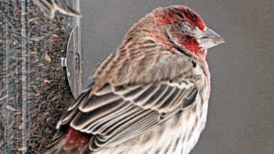 house finch with eye disease by Marie Read