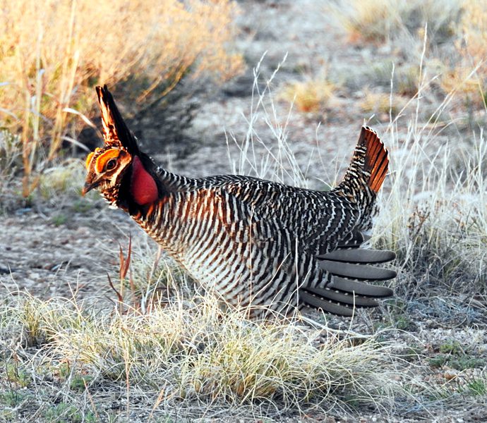 Lesser-prairie chicken by Dave Krueper