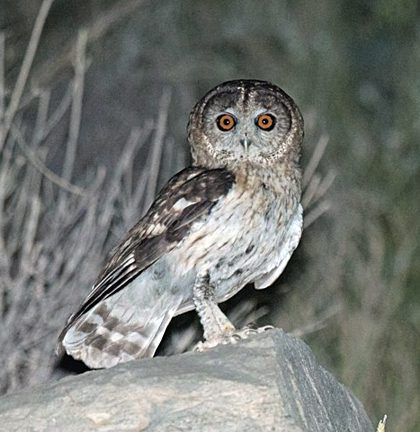 The Omani Owl is the first new bird species found in the Western palearctic region in around 40 years, and was forst detected by its distictive hooting. Photo by Arnoud B. Van Den Berg