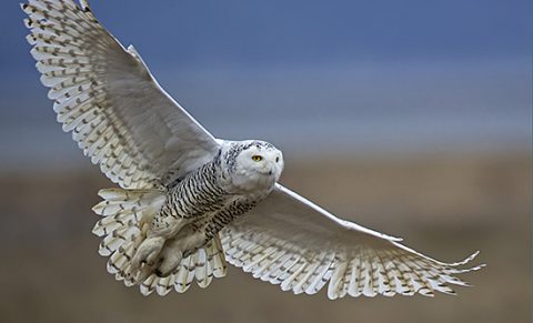 Snowy Owl in flight