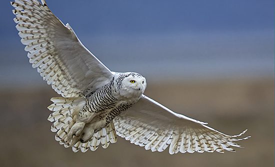 Snowy Owl in flight