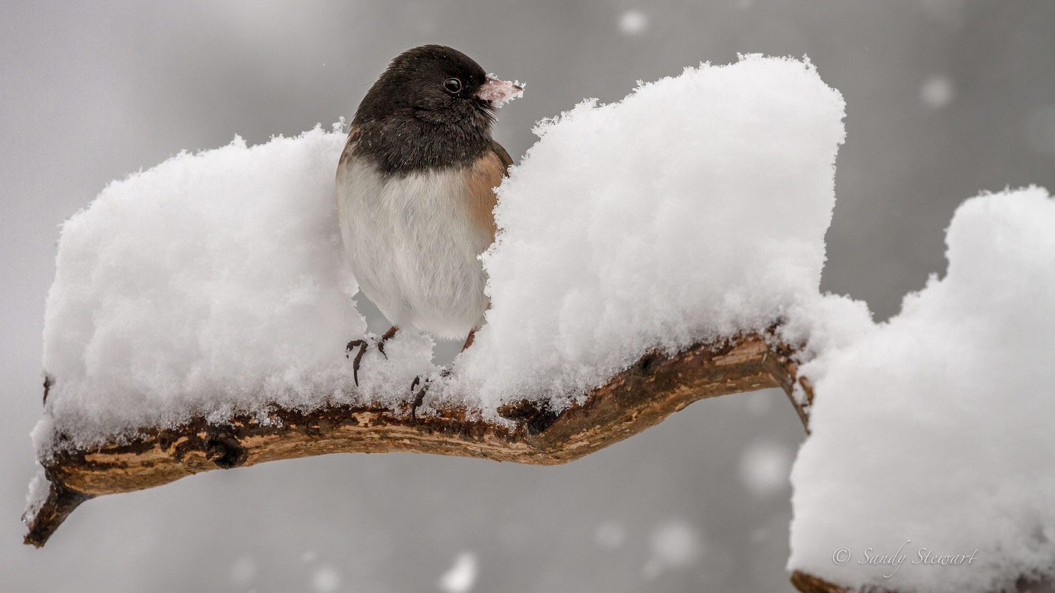 How Birds Survive the Cold: Feathers + Food = Warmth | All About Birds All  About Birds