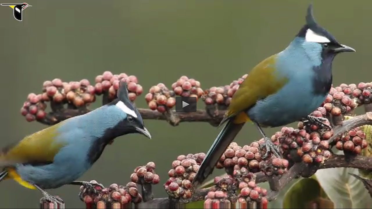 View video of the Crested Berrypecker on Macaulay Library