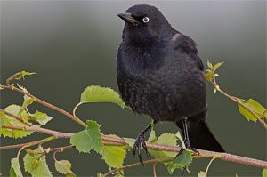 male rusty blackbird
